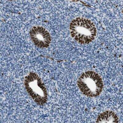 Immunohistochemistry-Paraffin: SLFN5 Antibody [NBP1-81178]