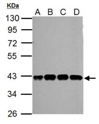 Western Blot: SLFNL1 Antibody [NBP2-20397]