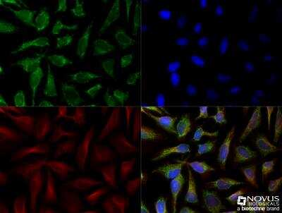 Immunocytochemistry/ Immunofluorescence: SLIRP Antibody - BSA Free [NB110-37258]