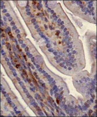 Immunohistochemistry: SLIRP Antibody - BSA Free [NB110-37258]