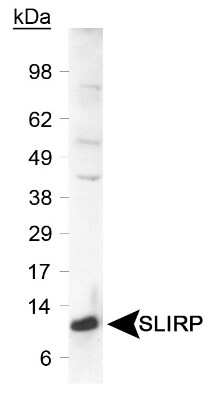 Western Blot: SLIRP AntibodyBSA Free [NB110-37258]