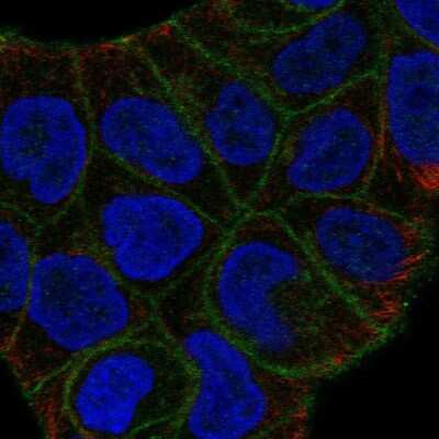 Immunocytochemistry/ Immunofluorescence: SLITRK6 Antibody [NBP2-58375]