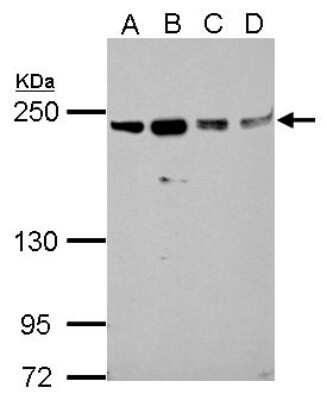 Western Blot: SLK Antibody [NBP2-20401]