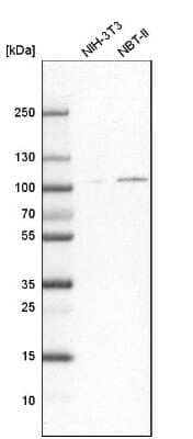 Western Blot: SLMAP Antibody [NBP1-81397]