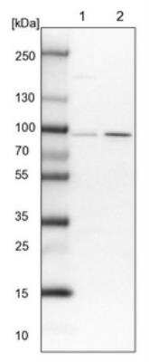 Western Blot: SLMAP Antibody [NBP1-81398]