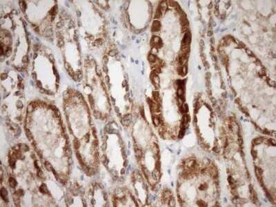 Immunohistochemistry: SLP-2 Antibody (OTI1F5) [NBP2-45464]