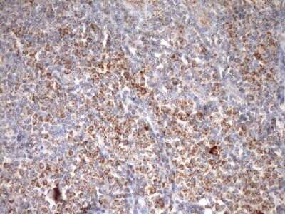 Immunohistochemistry: SLP-2 Antibody (OTI1F5) [NBP2-45464]
