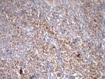 Immunohistochemistry: SLP-2 Antibody (OTI1F5) - Azide and BSA Free [NBP2-74227]