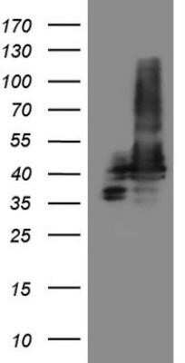 Western Blot: SLP-2 Antibody (OTI1F5)Azide and BSA Free [NBP2-74227]