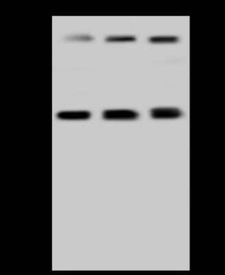 Western Blot: SLP-2 Antibody [NBP2-98494]