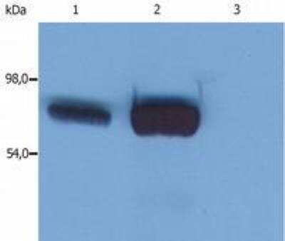 Western Blot: SLP-76/LCP2 Antibody (SLP-76/03)BSA Free [NB500-537]