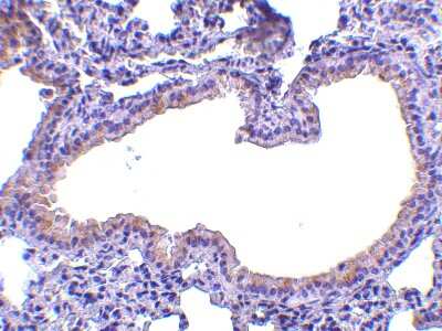 Immunohistochemistry-Paraffin: SLPI Antibody - BSA Free [NBP1-76803]