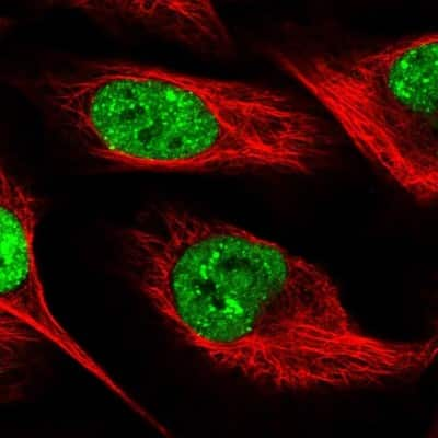 Immunocytochemistry/ Immunofluorescence: SLTM Antibody [NBP1-83701]