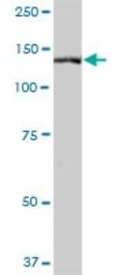 Western Blot: SLTM Antibody [H00079811-B01P]