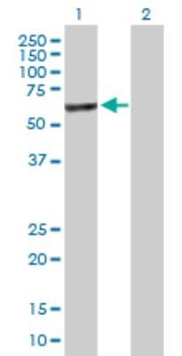 Western Blot: SLTM Antibody [H00079811-B01P]