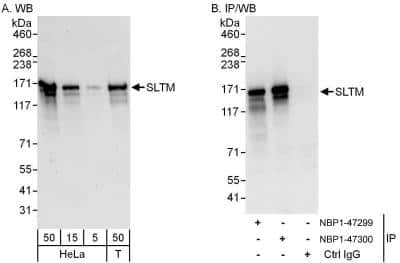 Western Blot: SLTM Antibody [NBP1-47299]