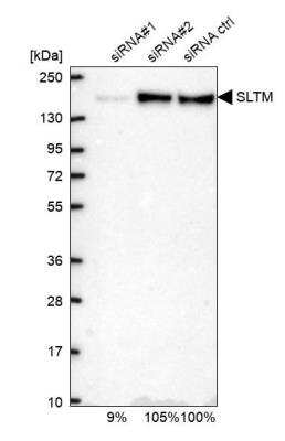 Western Blot: SLTM Antibody [NBP2-38464]