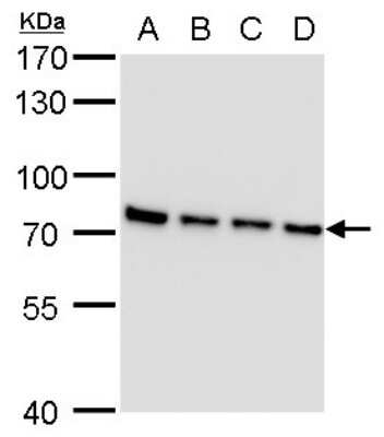 Western Blot: SLU7 Antibody (262) [NBP2-43793]