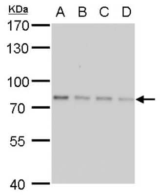 Western Blot: SLU7 Antibody (759) [NBP2-43794]