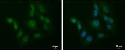 Immunocytochemistry/ Immunofluorescence: SLU7 Antibody [NBP2-20402]