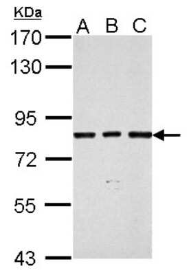 Western Blot: SLU7 Antibody [NBP2-20403]