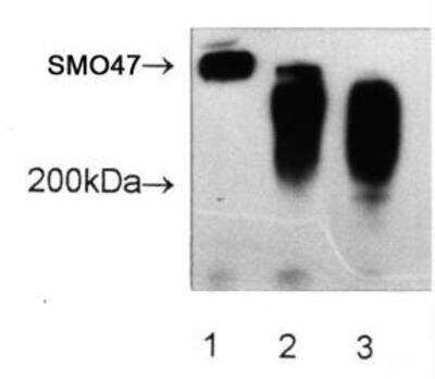 Western Blot: SM047 Antibody (SM047) [NBP1-97921]