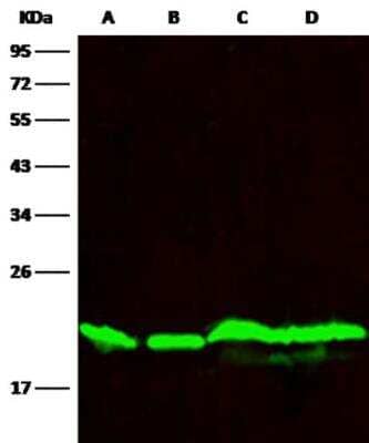 Western Blot: SMAC/Diablo Antibody (006) [NBP2-89251]