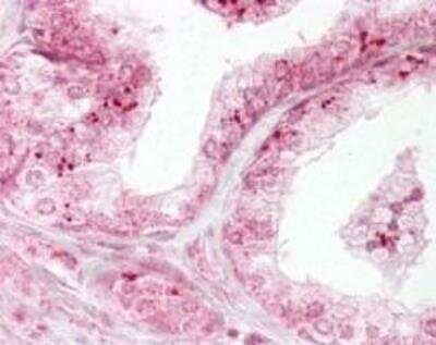 Immunohistochemistry: SMAC/Diablo Antibody [NB100-56311]