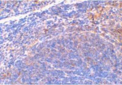 Immunohistochemistry-Paraffin: SMAC/Diablo Antibody - BSA Free [NBP1-76772]