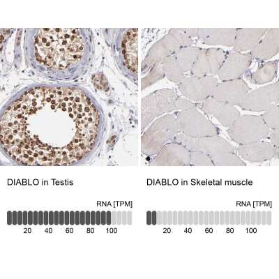 Immunohistochemistry-Paraffin: SMAC/Diablo Antibody [NBP1-84262]