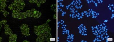 Immunocytochemistry/ Immunofluorescence: SMAC/Diablo Antibody (S08-6A3) [NBP3-19775]
