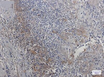 Immunohistochemistry-Paraffin: SMAC/Diablo Antibody (S08-6A3) [NBP3-19775]