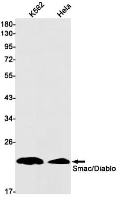 Western Blot: SMAC/Diablo Antibody (S08-6A3) [NBP3-19775]