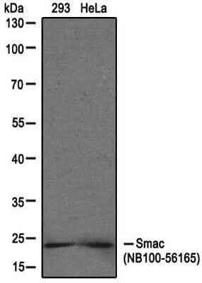 Western Blot: SMAC/Diablo Antibody [NB100-56165]