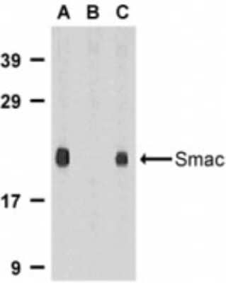 Western Blot: SMAC/Diablo AntibodyBSA Free [NBP1-76772]