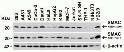 Western Blot: SMAC/Diablo AntibodyBSA Free [NBP1-76772]