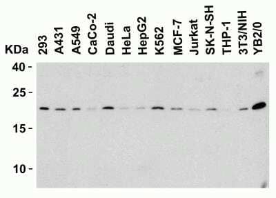 Western Blot: SMAC/Diablo AntibodyBSA Free [NBP1-76772]