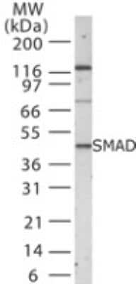 Western Blot: SMAD1/5/8/9 Antibody [NB100-56656]