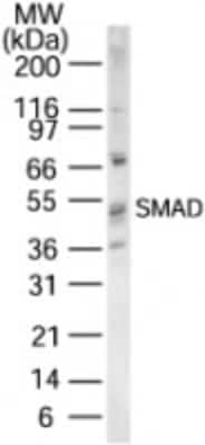 Western Blot: SMAD1/5/8/9 Antibody [NB600-962]