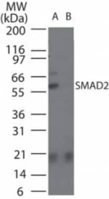 Western Blot: Smad2 Antibody [NB100-56462]