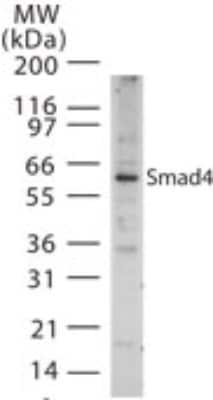 Western Blot: Smad4 Antibody [NBP2-24951]