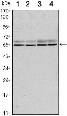 Western Blot: SMAD6 Antibody (5H3)BSA Free [NBP1-51651]