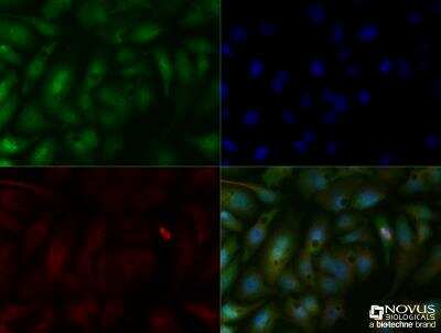 Immunocytochemistry/ Immunofluorescence: SMAD6 Antibody [NB100-56440]