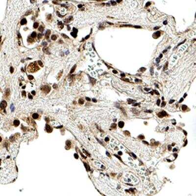 Immunohistochemistry-Paraffin: SMAD6 Antibody [NB100-56440]