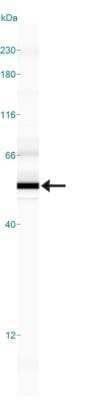 Simple Western: SMAD6 Antibody [NB100-56440]