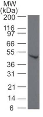Western Blot: SMAD6 Antibody [NB100-56440]