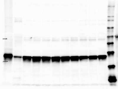 Western Blot: SMAD6 Antibody [NB100-56440]