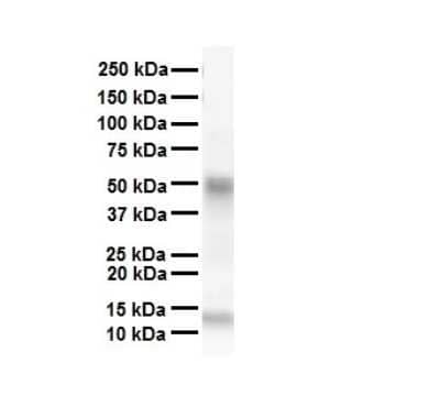 Western Blot: SMAD6 Antibody [NBP2-88313]