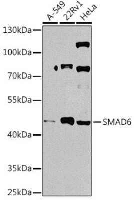 Western Blot: SMAD6 AntibodyBSA Free [NBP2-93787]