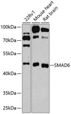 Western Blot: SMAD6 AntibodyBSA Free [NBP2-95114]